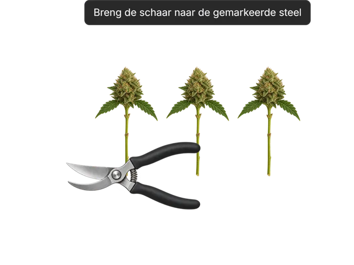 Pruning shears reaching for the stem of one of three flowering weed plants